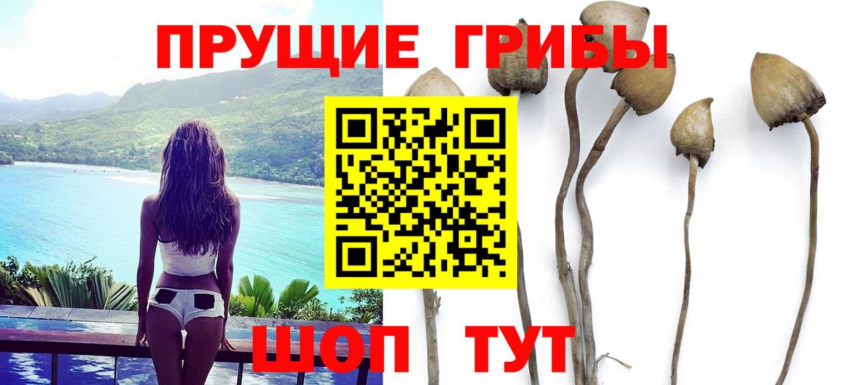 Псилоцибиновые грибы Psilocybe Касимов